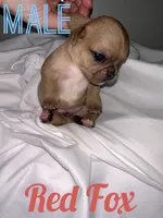Red Fox , a male French Bulldog and Chihuahua for sale in Seattle, WA – 3 of 4