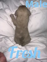 Fresh , a male French Bulldog and Chihuahua for sale in Seattle, WA – 3 of 3