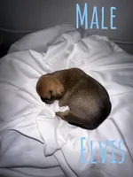 Elvis , a male French Bulldog and Chihuahua for sale in Seattle, WA – 3 of 4