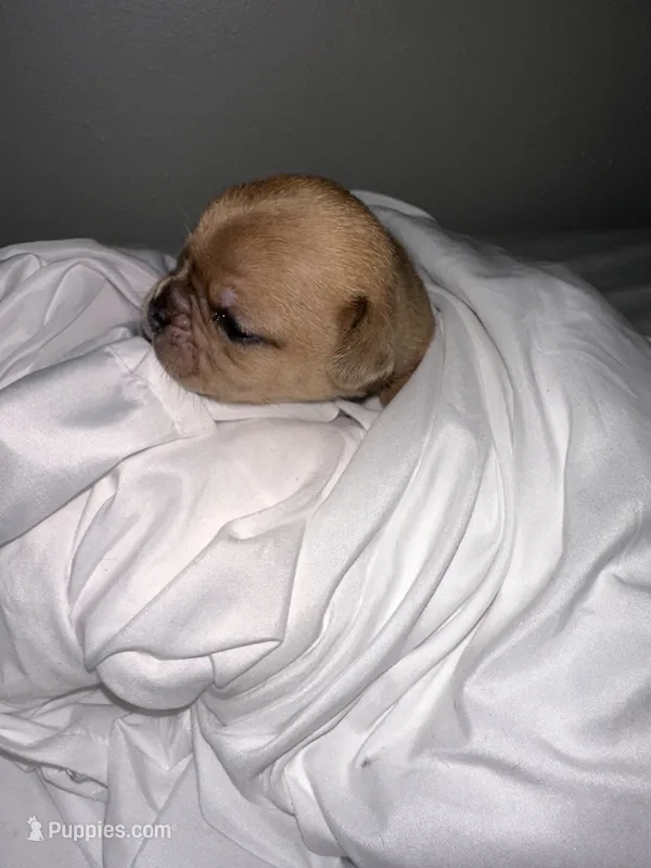 Red Fox  – French Bulldog, Chihuahua puppy for sale in Seattle, WA