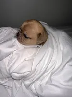Red Fox , a male French Bulldog and Chihuahua for sale in Seattle, WA – 1 of 4