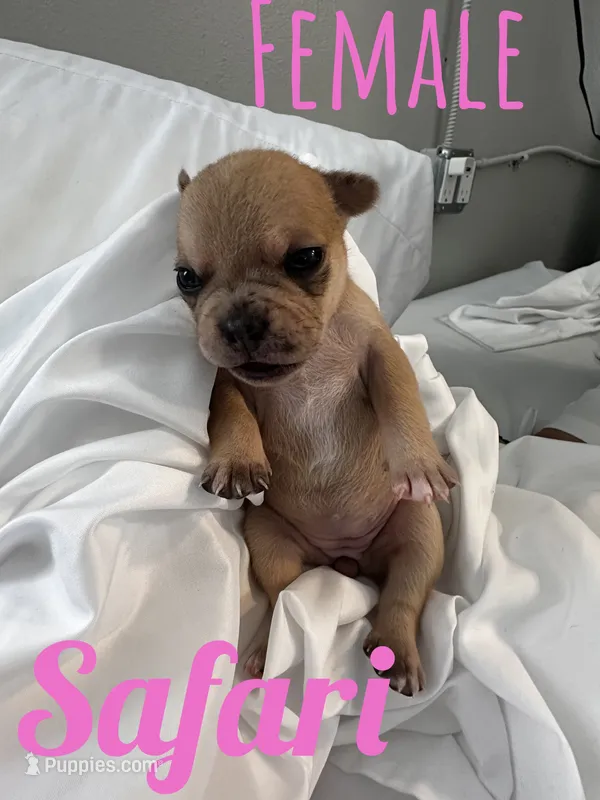 Safari  – French Bulldog, Chihuahua puppy for sale in Seattle, WA