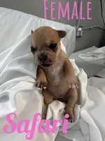 Safari , a female French Bulldog and Chihuahua for sale in Seattle, WA – 1 of 4