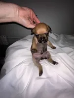 Elvis , a male French Bulldog and Chihuahua for sale in Seattle, WA – 4 of 4