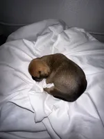 Elvis , a male French Bulldog and Chihuahua for sale in Seattle, WA – 2 of 4
