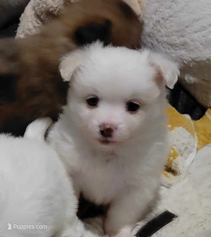 Rosie – Maltipom puppy for sale in Fort Worth, TX