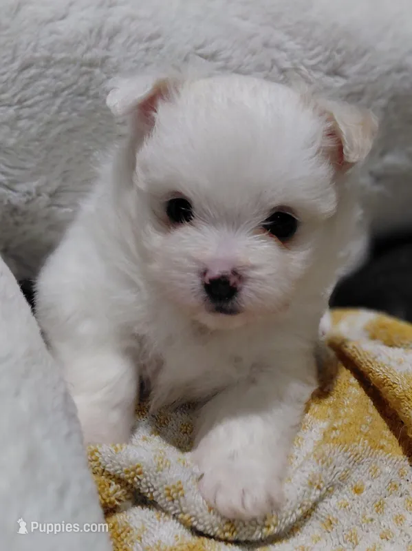 Rosie – Maltipom puppy for sale in Fort Worth, TX