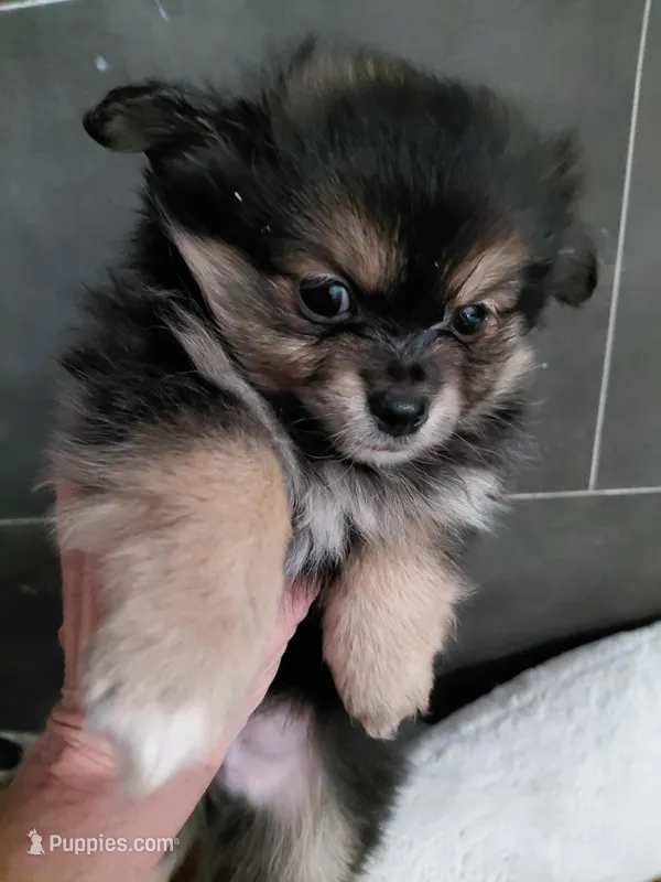 Smokey – Maltipom puppy for sale in Fort Worth, TX
