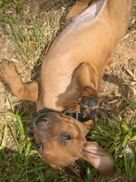 Black collar , a male Rhodesian Ridgeback for sale in Wilkesboro, NC – 2 of 8