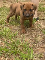 Black collar , a male Rhodesian Ridgeback for sale in Wilkesboro, NC – 6 of 8