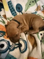 Black collar , a male Rhodesian Ridgeback for sale in Wilkesboro, NC – Photo 1 of 3