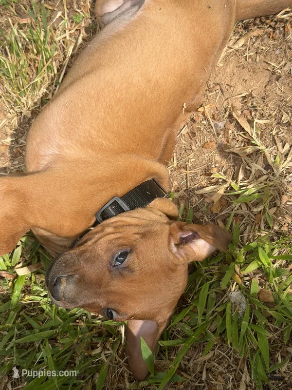 Black collar  – Rhodesian Ridgeback puppy for sale in Wilkesboro, NC