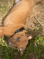 Black collar , a male Rhodesian Ridgeback for sale in Wilkesboro, NC – 1 of 8