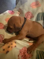 Black collar , a male Rhodesian Ridgeback for sale in Wilkesboro, NC – 7 of 8