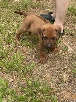Black collar , a male Rhodesian Ridgeback for sale in Wilkesboro, NC – 4 of 8