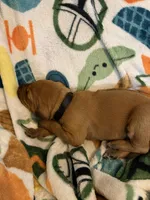 Black collar , a male Rhodesian Ridgeback for sale in Wilkesboro, NC – Photo 3 of 3