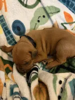 Black collar , a male Rhodesian Ridgeback for sale in Wilkesboro, NC – Photo 2 of 3