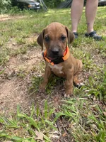 Orange collar , a male Rhodesian Ridgeback for sale in Wilkesboro, NC – 3 of 9