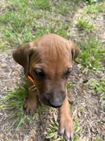Orange collar , a male Rhodesian Ridgeback for sale in Wilkesboro, NC – 4 of 9