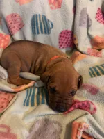 Orange collar , a male Rhodesian Ridgeback for sale in Wilkesboro, NC – 7 of 9