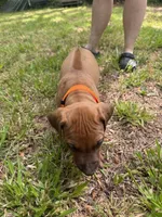 Orange collar , a male Rhodesian Ridgeback for sale in Wilkesboro, NC – 2 of 9