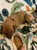 Orange collar , a male Rhodesian Ridgeback for sale in Wilkesboro, NC – Photo 2 of 2