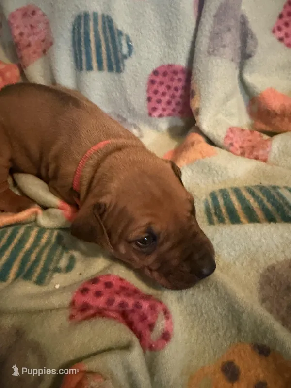 Orange collar  – Rhodesian Ridgeback puppy for sale in Wilkesboro, NC