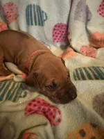 Orange collar , a male Rhodesian Ridgeback for sale in Wilkesboro, NC – 6 of 9