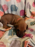 Orange collar , a male Rhodesian Ridgeback for sale in Wilkesboro, NC – 5 of 9