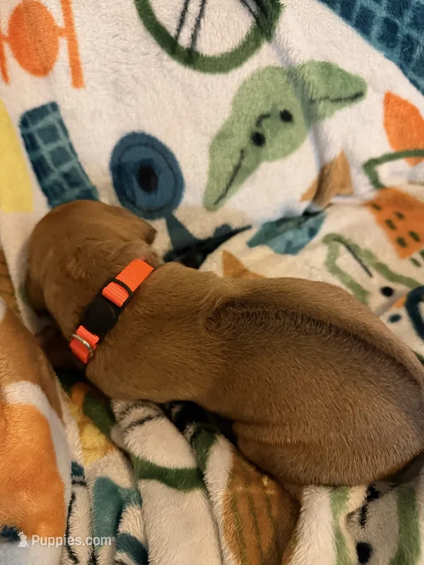 Orange collar  – Rhodesian Ridgeback puppy for sale in Wilkesboro, NC