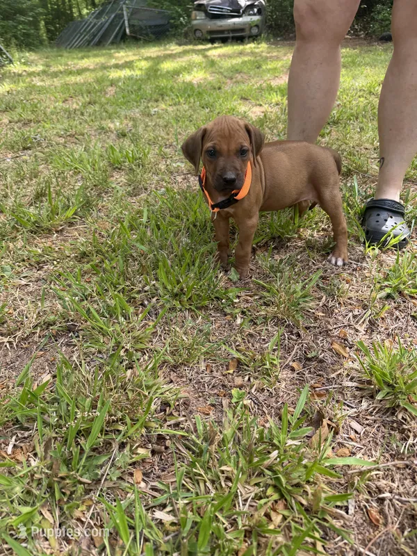 Orange collar  – Rhodesian Ridgeback puppy for sale in Wilkesboro, NC