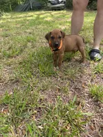 Orange collar , a male Rhodesian Ridgeback for sale in Wilkesboro, NC – 1 of 9