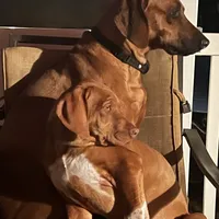 Pink female, a female Rhodesian Ridgeback for sale in Wilkesboro, NC – Photo 2 of 7