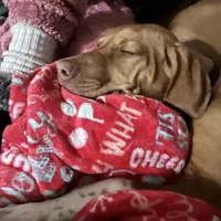 Pink female, a female Rhodesian Ridgeback for sale in Wilkesboro, NC – Photo 3 of 7