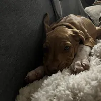 Pink female, a female Rhodesian Ridgeback for sale in Wilkesboro, NC – Photo 6 of 7