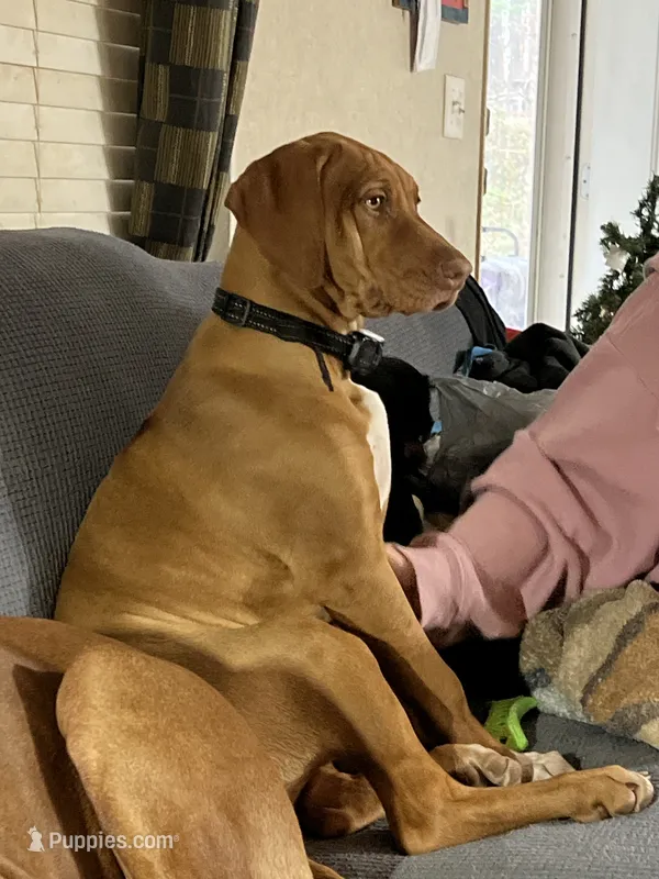 Pink female – Rhodesian Ridgeback puppy for sale in Wilkesboro, NC