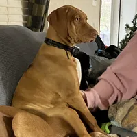 Pink female, a female Rhodesian Ridgeback for sale in Wilkesboro, NC – Photo 1 of 7