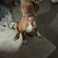 Pink female, a female Rhodesian Ridgeback for sale in Wilkesboro, NC – Photo 4 of 7