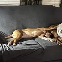 Pink female, a female Rhodesian Ridgeback for sale in Wilkesboro, NC – Photo 7 of 7