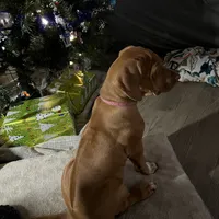 Pink female, a female Rhodesian Ridgeback for sale in Wilkesboro, NC – Photo 5 of 7