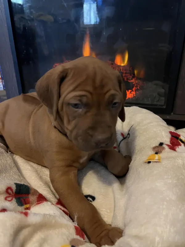 Orange male is a Rhodesian Ridgeback puppy for sale in Wilkesboro, NC