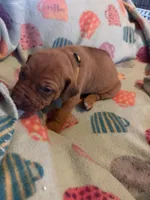 Yellow collar , a female Rhodesian Ridgeback for sale in Wilkesboro, NC – 10 of 10