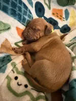 Yellow collar , a female Rhodesian Ridgeback for sale in Wilkesboro, NC – Photo 1 of 3