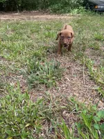 Yellow collar , a female Rhodesian Ridgeback for sale in Wilkesboro, NC – 2 of 10