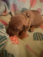 Yellow collar , a female Rhodesian Ridgeback for sale in Wilkesboro, NC – 9 of 10