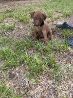 Yellow collar , a female Rhodesian Ridgeback for sale in Wilkesboro, NC – 4 of 10