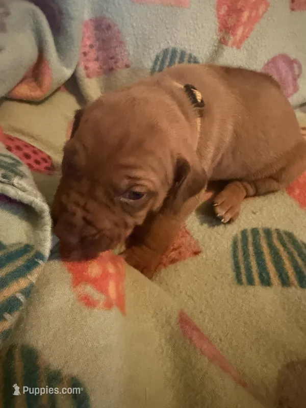 Yellow collar  – Rhodesian Ridgeback puppy for sale in Wilkesboro, NC