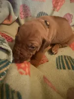 Yellow collar , a female Rhodesian Ridgeback for sale in Wilkesboro, NC – 5 of 10
