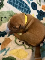 Yellow collar , a female Rhodesian Ridgeback for sale in Wilkesboro, NC – Photo 2 of 3