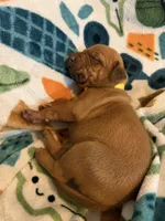 Yellow collar , a female Rhodesian Ridgeback for sale in Wilkesboro, NC – Photo 3 of 3